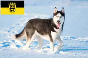 Read more about the article Criadores de Husky e cachorros em Baden-Württemberg