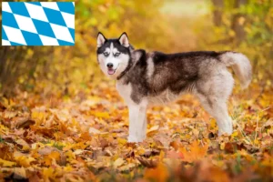 Read more about the article Criadores de Husky e cachorros na Baviera