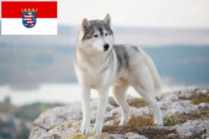 Read more about the article Criadores de Husky e cachorros em Hessen