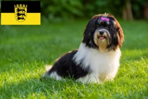 Read more about the article Criadores de Havanese e cachorros em Baden-Württemberg