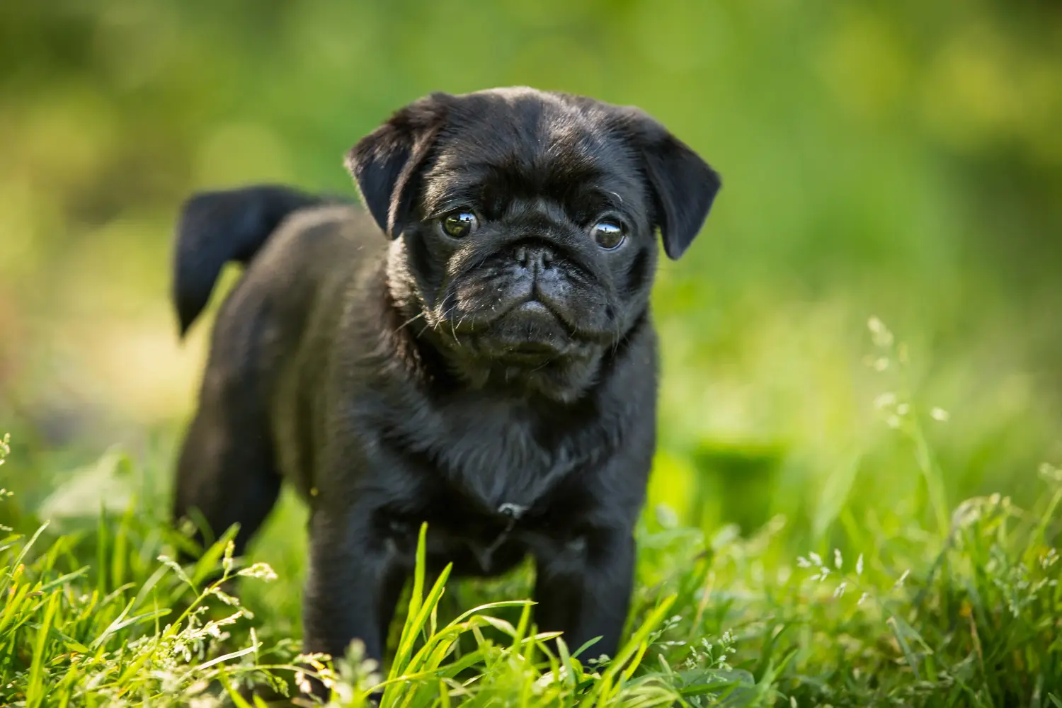 Comprar um cachorro pug significa assumir a responsabilidade! Comprar cachorros pug.