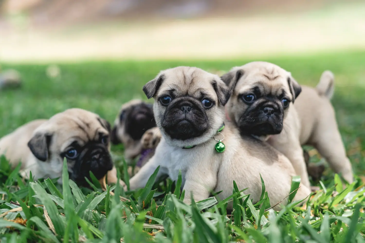 Comprar um cachorro pug significa assumir a responsabilidade! Comprar cachorros pug.