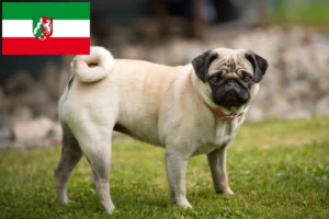 Read more about the article Criadores de pug e cachorros na Renânia do Norte-Vestefália