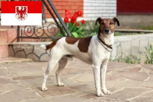 Read more about the article Fox Terrier criadores e cachorros em Brandenburg