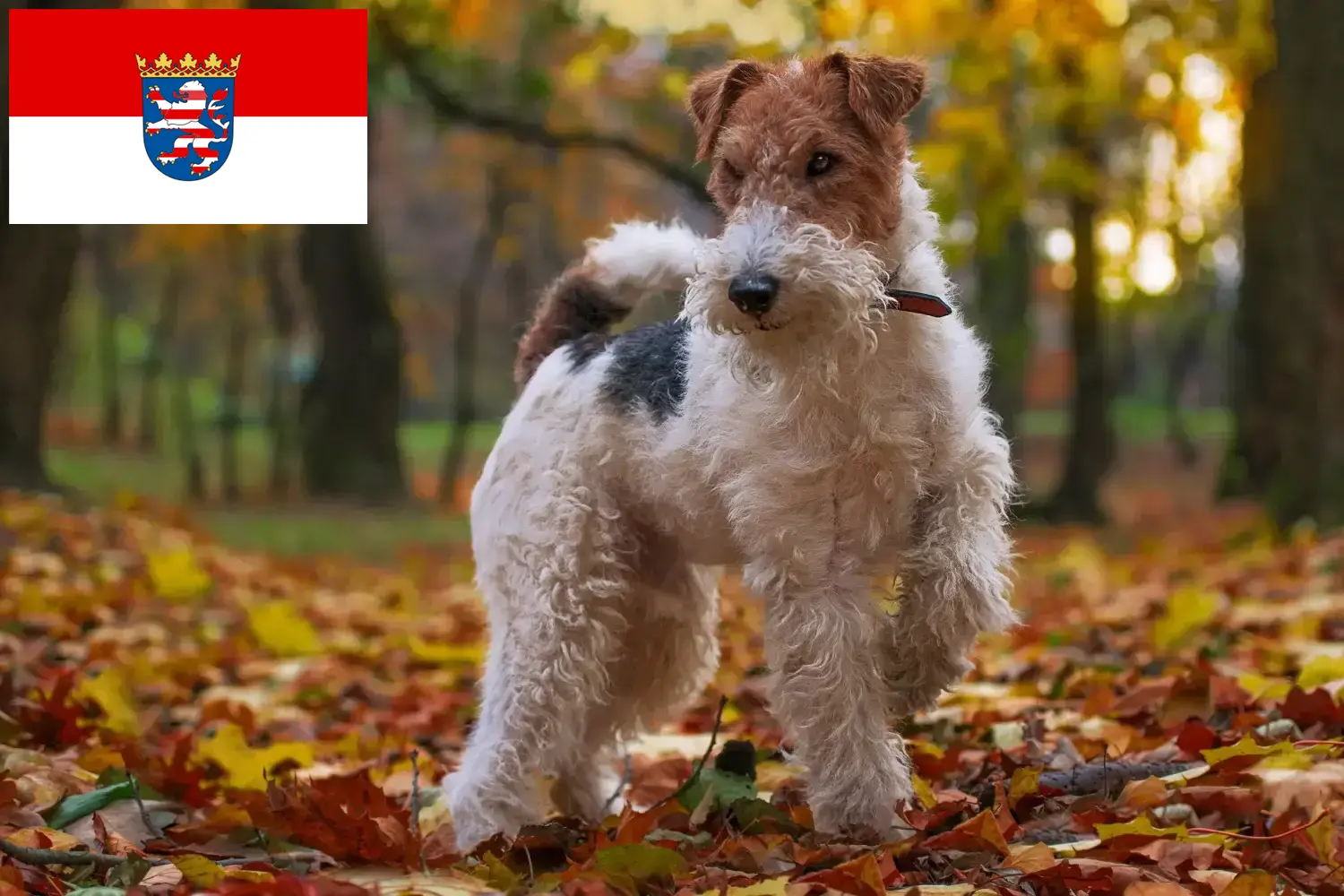 Fox Terrier Cachorros e Criadores Hessen Aqui pode encontrar criadores de Fox Terrier em Hessen.