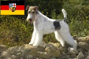 Read more about the article Fox Terrier criadores e cachorros em Saarland