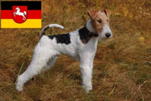 Read more about the article Criadores de Fox Terrier e cachorros na Baixa Saxónia