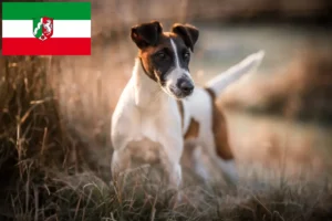 Read more about the article Criadores de Fox Terrier e cachorros em Renânia do Norte-Vestefália