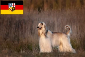 Read more about the article Criadores de galgos afegãos e cachorros em Sarre