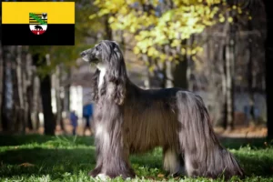 Read more about the article Criadores de galgos afegãos e cachorros em Saxónia-Anhalt