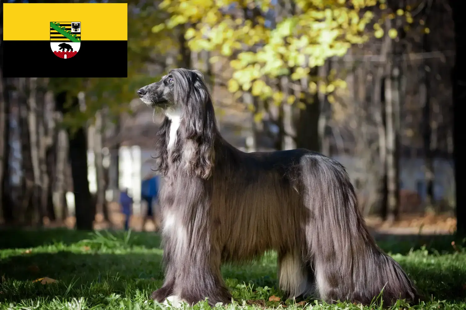 Read more about the article Criadores de galgos afegãos e cachorros em Saxónia-Anhalt