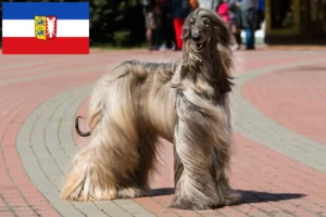 Read more about the article Criadores de galgos afegãos e cachorros em Schleswig-Holstein