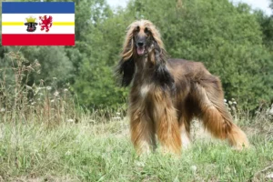 Read more about the article Criadores de Afghan Hound e cachorros em Mecklenburg-Vorpommern