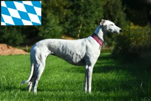 Read more about the article Criadores de galgos e cachorros na Baviera