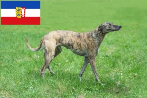 Read more about the article Criadores de galgos e cachorros em Schleswig-Holstein