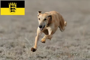 Read more about the article Criadores de galgos e cachorros em Baden-Württemberg