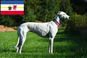 Read more about the article Criadores de galgos e cachorros em Mecklenburg-Vorpommern