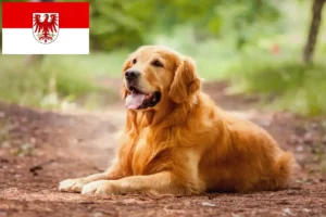 Read more about the article Criadores de Golden Retriever e cachorros em Brandenburg