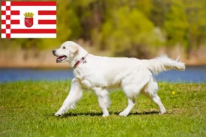 Read more about the article Criadores de Golden Retriever e cachorros em Bremen