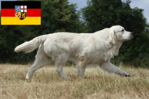 Read more about the article Golden Retriever criadores e cachorros em Saarland