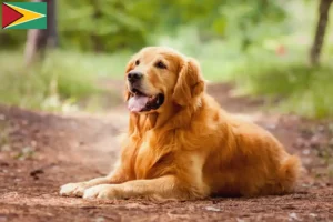 Read more about the article Criadores de Golden Retriever e cachorros na Guiana