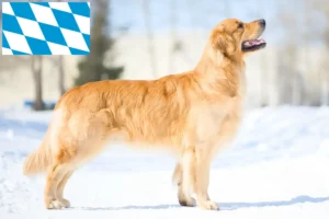 Read more about the article Criadores de Golden Retriever e cachorros na Baviera