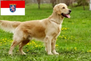 Read more about the article Criadores de Golden Retriever e cachorros em Hessen