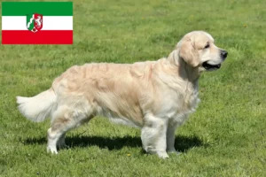 Read more about the article Criadores de Golden Retriever e cachorros na Renânia do Norte-Vestefália