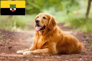 Read more about the article Criadores de Golden Retriever e cachorros em Saxónia-Anhalt