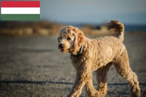 Read more about the article Criadores de Goldendoodle e cachorros na Hungria