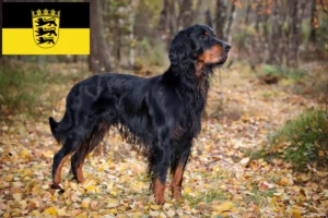 Read more about the article Gordon Setter criadores e cachorros em Baden-Württemberg