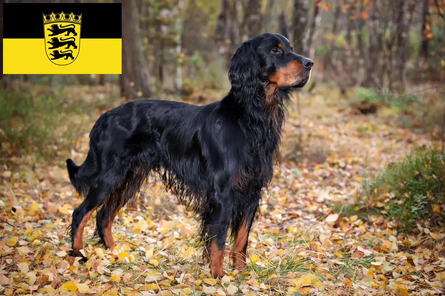 Read more about the article Gordon Setter criadores e cachorros em Baden-Württemberg