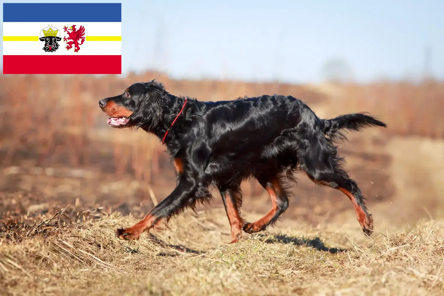Read more about the article Criadores de Gordon Setter e cachorros em Mecklenburg-Vorpommern