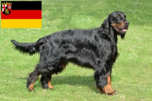 Read more about the article Criadores de Gordon Setter e cachorros em Renânia-Palatinado