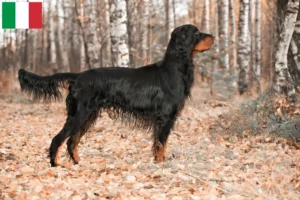 Read more about the article Criadores e cachorros de Gordon Setter em Itália