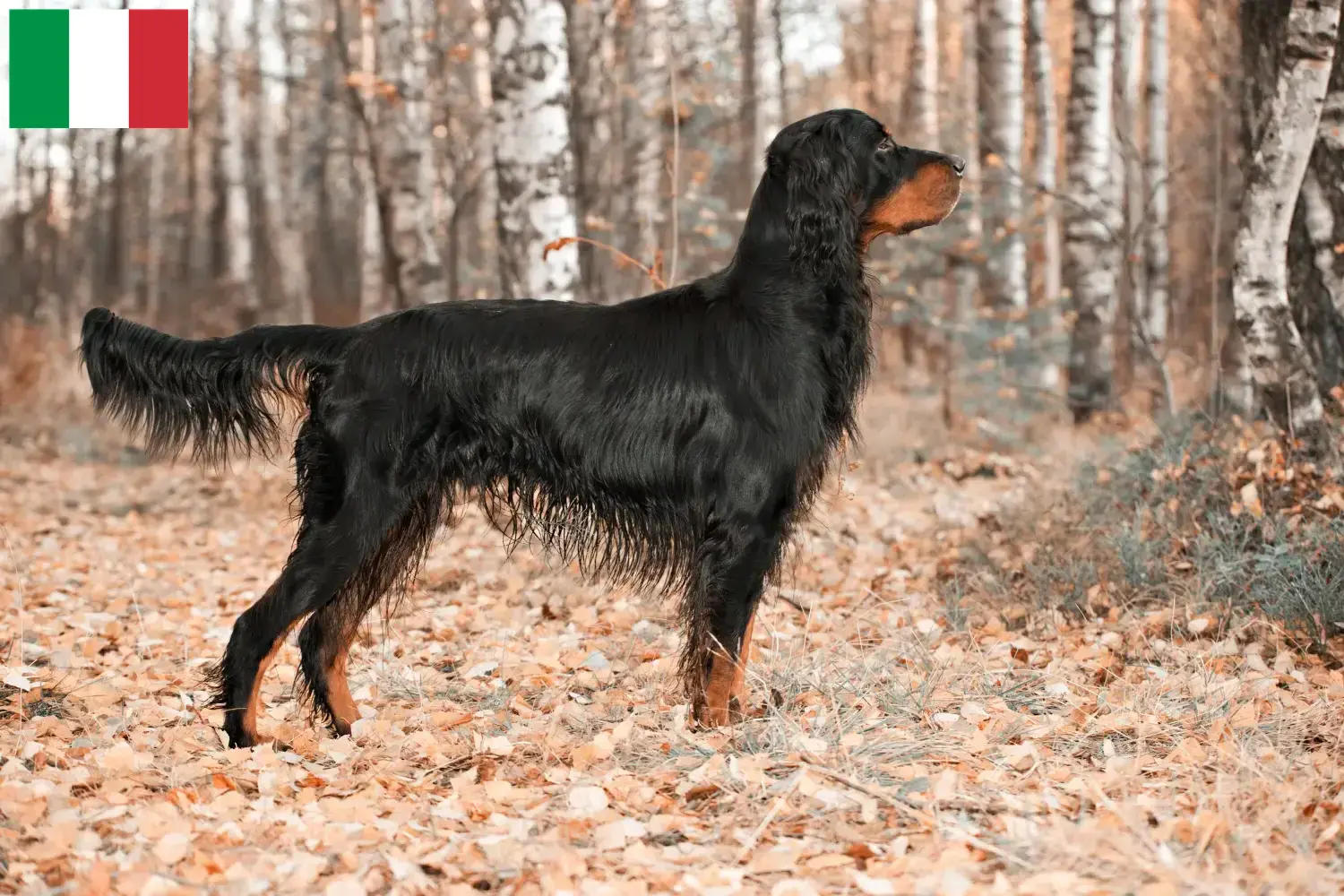Read more about the article Criadores e cachorros de Gordon Setter em Itália