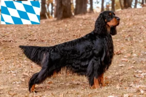 Read more about the article Criadores de Gordon Setter e cachorros em Bavaria