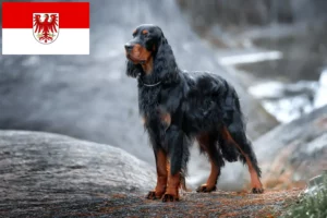 Read more about the article Criadores de Gordon Setter e cachorros em Brandenburg