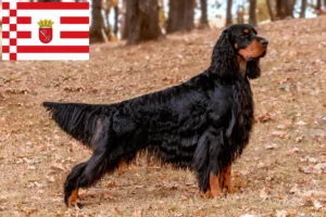 Read more about the article Gordon Setter criador e cachorros em Bremen