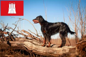 Read more about the article Gordon Setter criadores e cachorros em Hamburgo