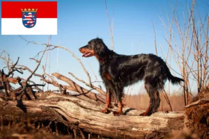 Read more about the article Gordon Setter criadores e cachorros em Hessen