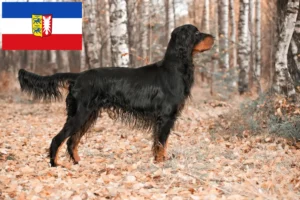 Read more about the article Criadores de Gordon Setter e cachorros em Schleswig-Holstein