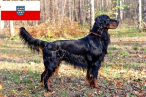 Read more about the article Criadores de Gordon Setter e cachorros na Turíngia