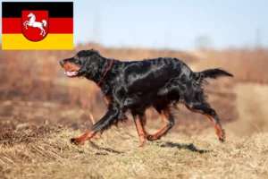 Read more about the article Criadores de Gordon Setter e cachorros na Baixa Saxónia