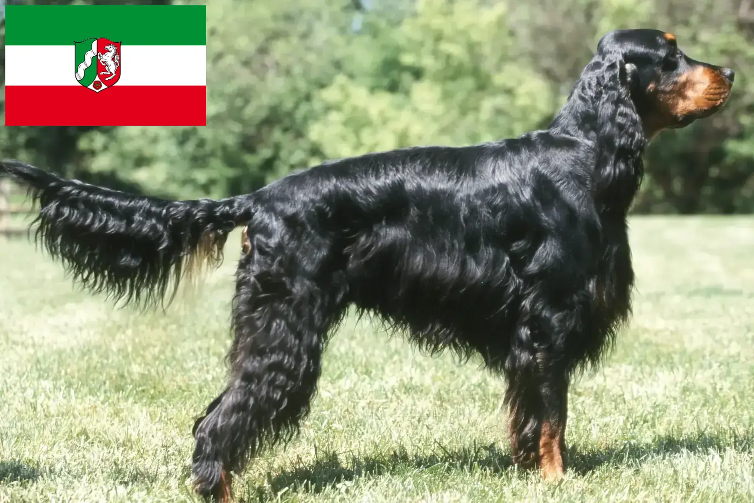 Read more about the article Criadores de Gordon Setter e cachorros na Renânia do Norte-Vestefália