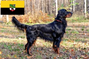 Read more about the article Criadores de Gordon Setter e cachorros em Saxónia-Anhalt