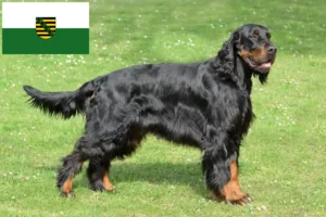 Read more about the article Criadores de Gordon Setter e cachorros em Saxónia