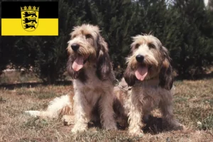 Read more about the article Criadores de Grand Basset Griffon Vendéen e cachorros em Baden-Württemberg