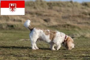Read more about the article Criadores de Grand Basset Griffon Vendéen e cachorros em Brandenburg