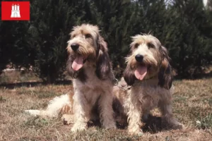 Read more about the article Criadores de Grand Basset Griffon Vendéen e cachorros em Hamburgo